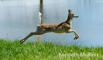 Kenneth-Mullinix-Photo-1