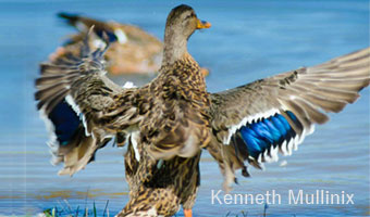 Kenneth-Mullinix-Photo-2