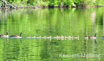Kenneth-Mullinix-Photo-3