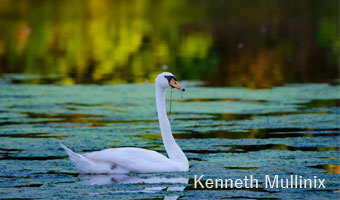 Kenneth-Mullinix-Photo-6