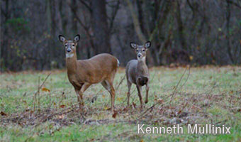 Kenneth-Mullinix-Photo-8