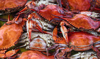 maryland-crabs